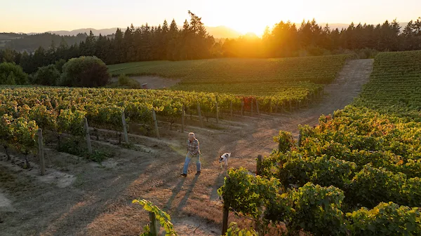 Stephen Goff Wines