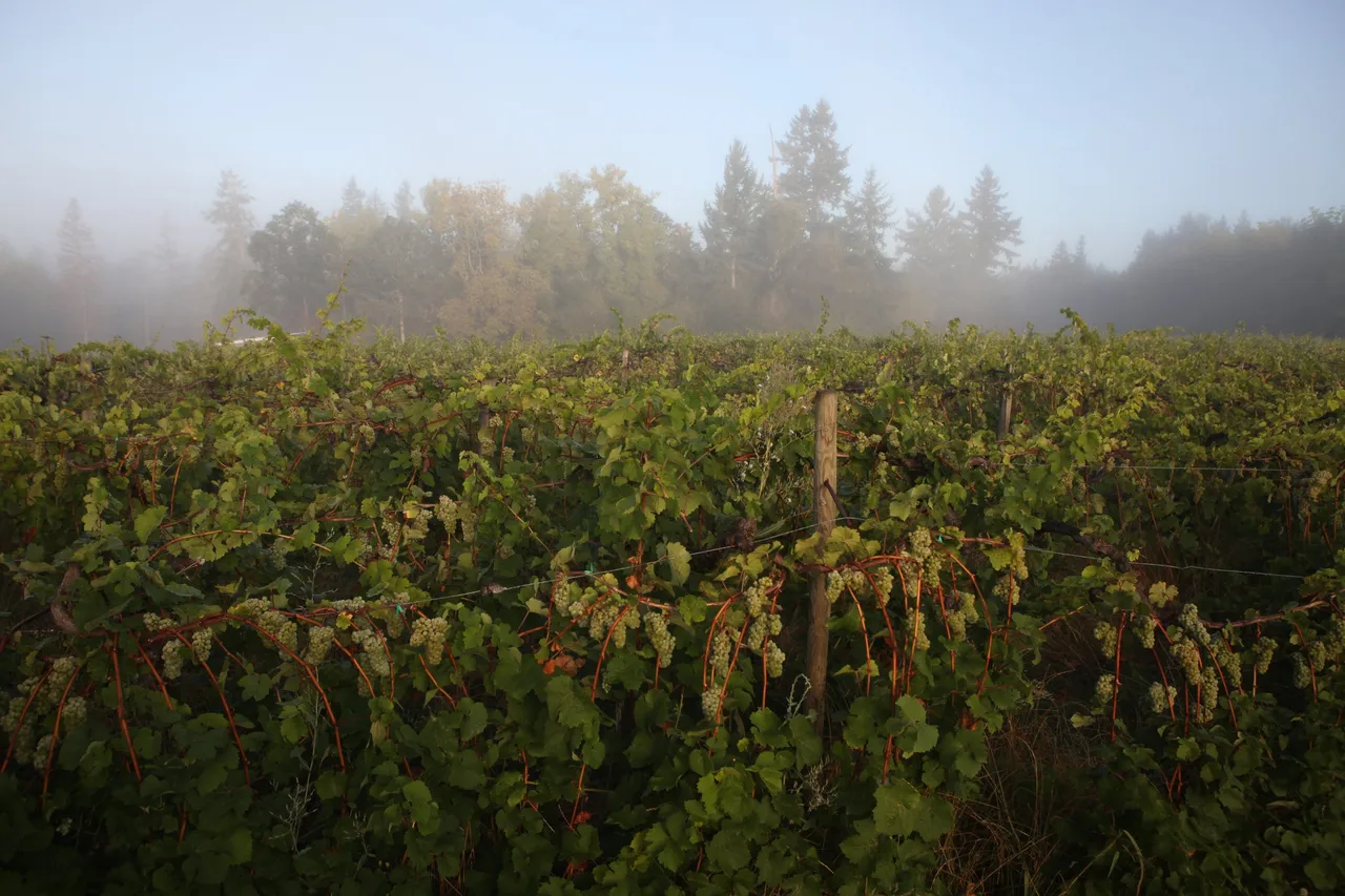 Alexeli Vineyard and Winery