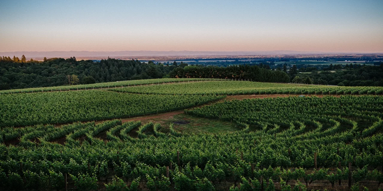 Archery Summit Winery