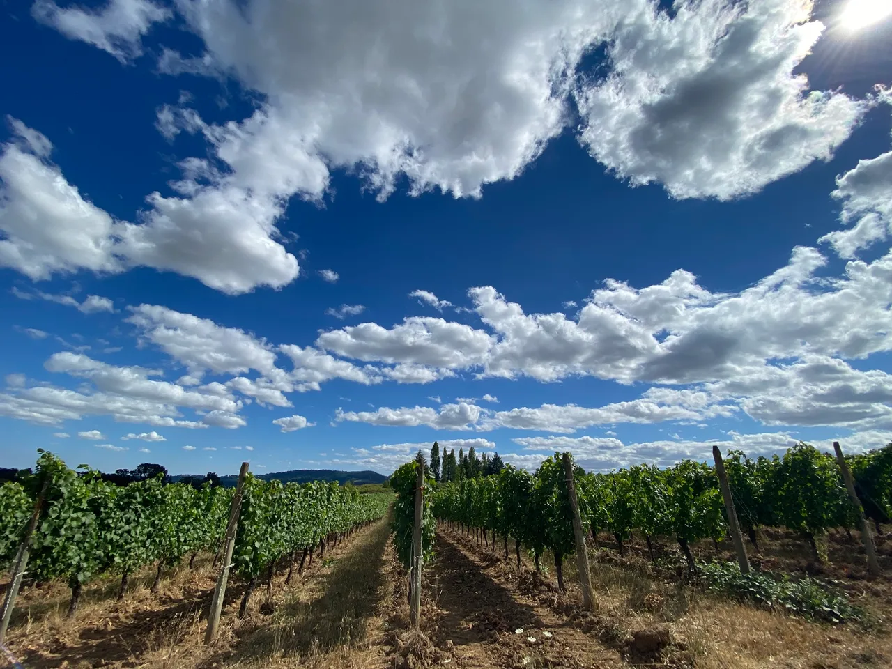 Ayres Vineyard & Winery