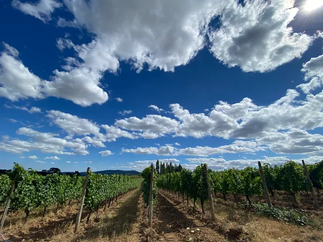 Ayres Vineyard & Winery