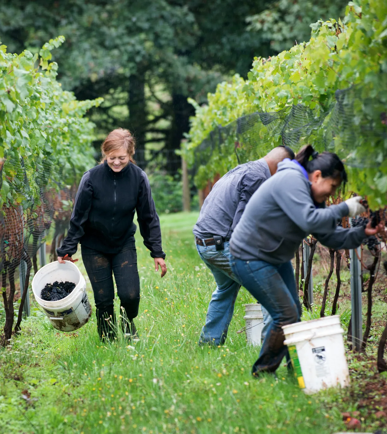 Beckham Estate Vineyard
