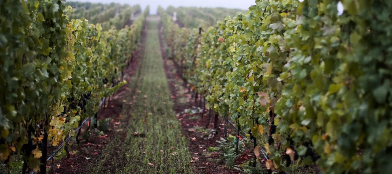 Black Walnut Inn & Vineyard