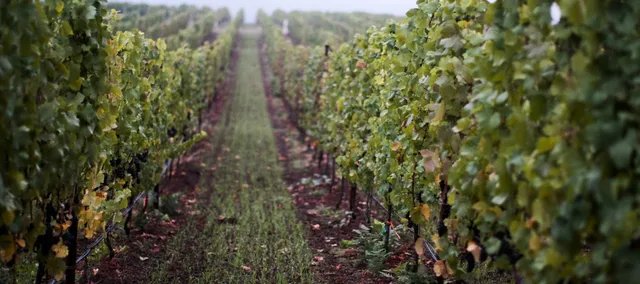 Black Walnut Inn & Vineyard