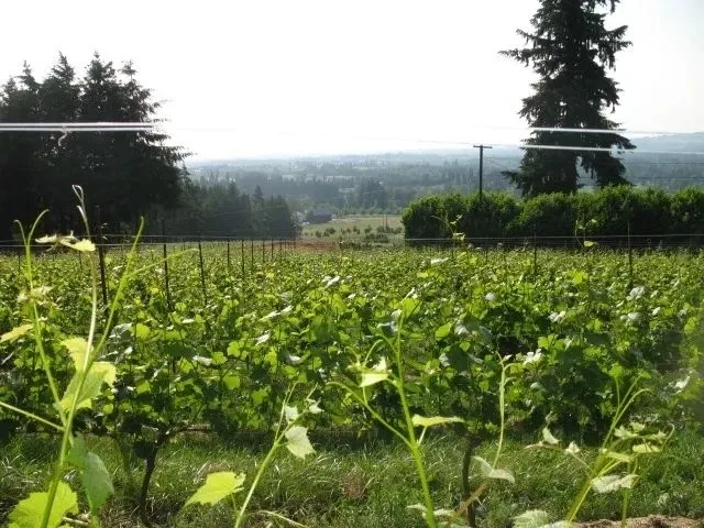 Christopher Bridge Winery Tasting Room and Satori Springs Estate Vineyard
