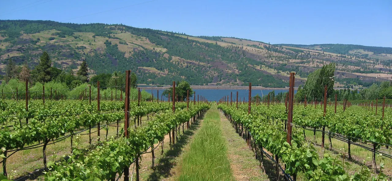 Garnier Vineyards