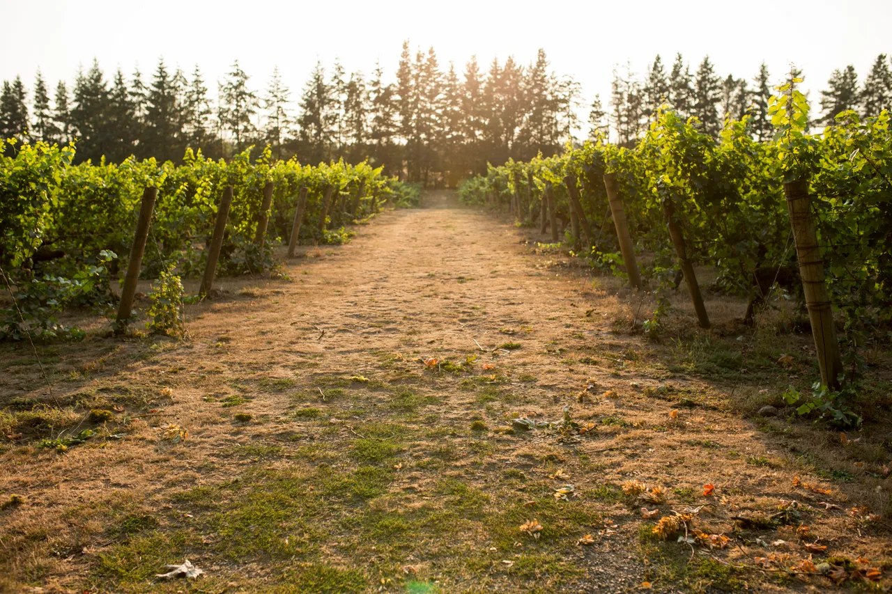 Hamacher Wines