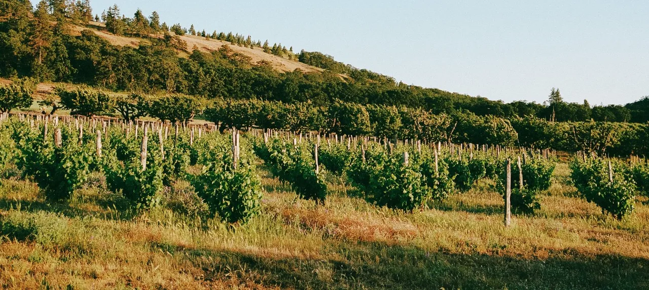 Idiot’s Grace Wines
