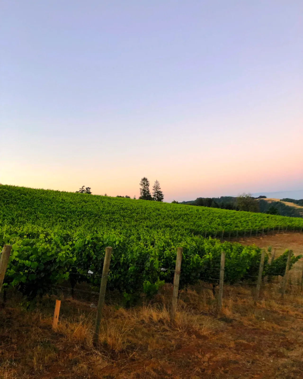 J Wrigley Vineyards