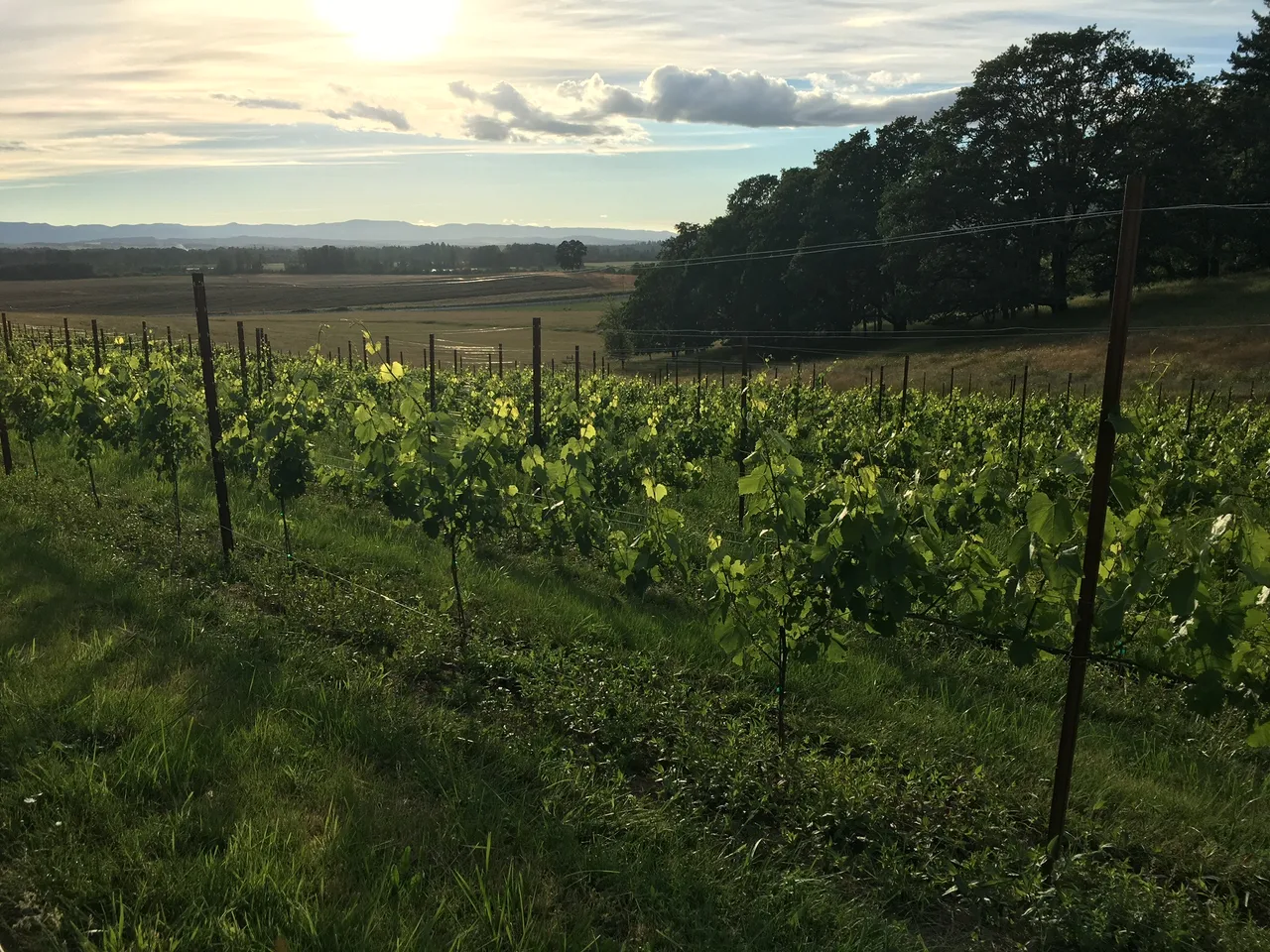 La Chouette Vineyard
