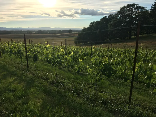 La Chouette Vineyard