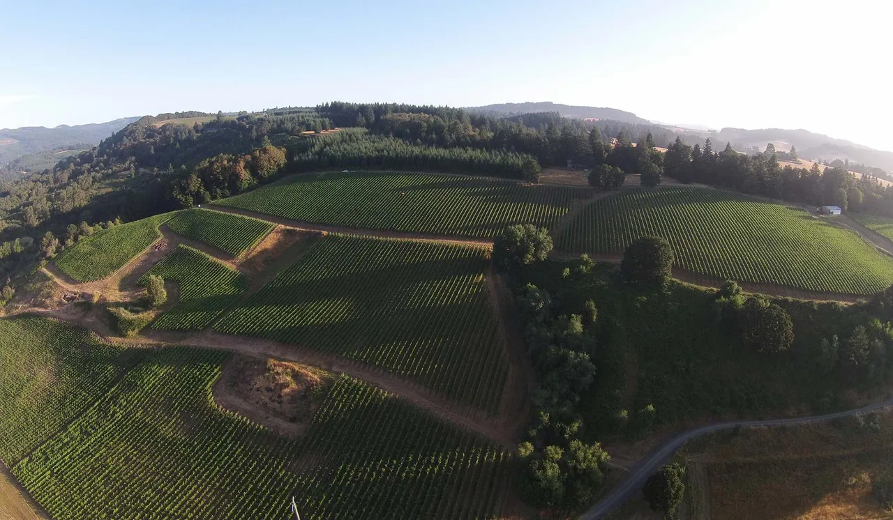 Lazy River Vineyard at The Carlton Winemakers Studio