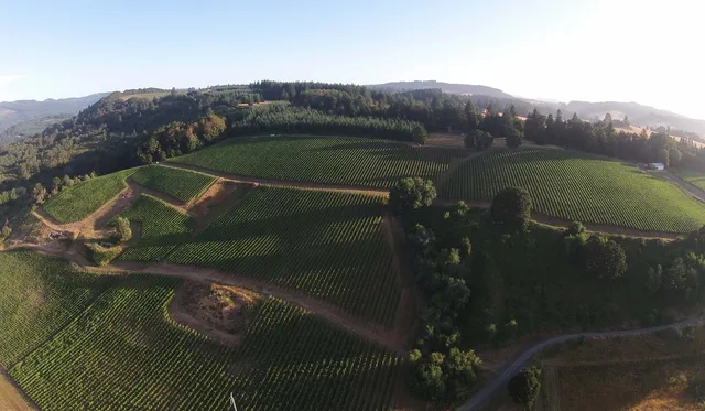 Lazy River Vineyard at The Carlton Winemakers Studio