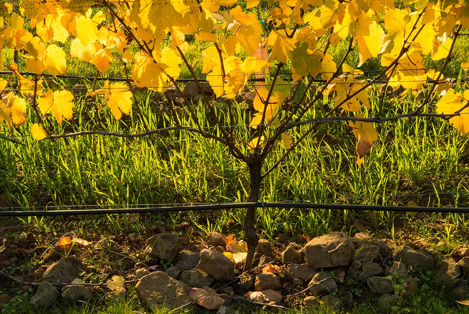 Le Cadeau & Aubichon Cellars Tasting Room