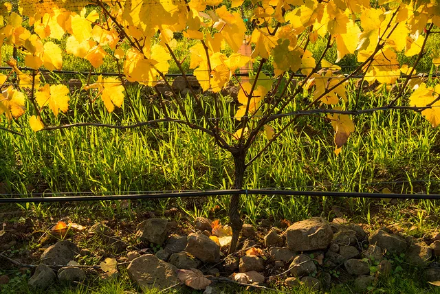 Le Cadeau & Aubichon Cellars Tasting Room