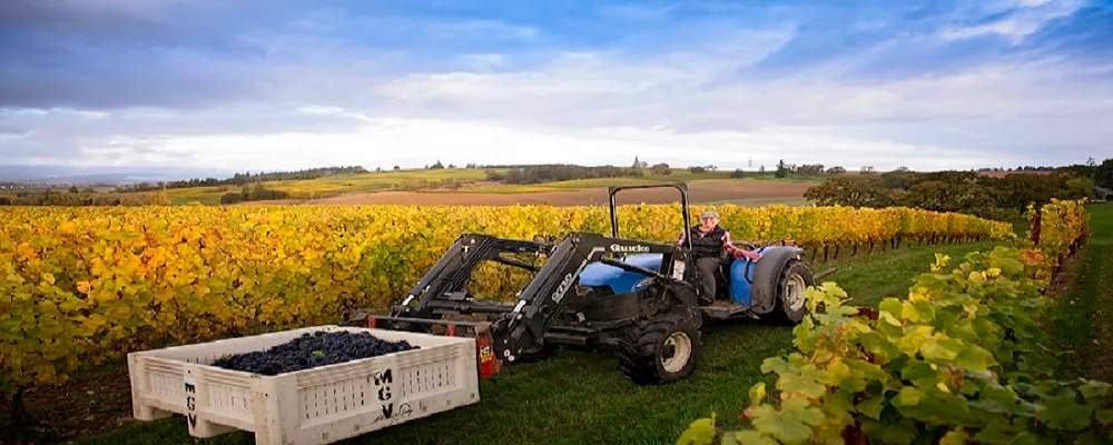 MonksGate Vineyard & Wines