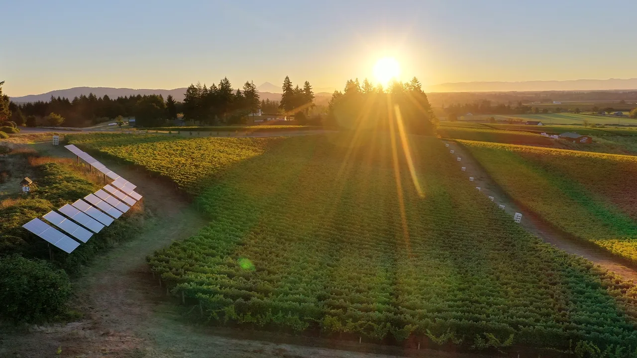 Sokol Blosser Winery