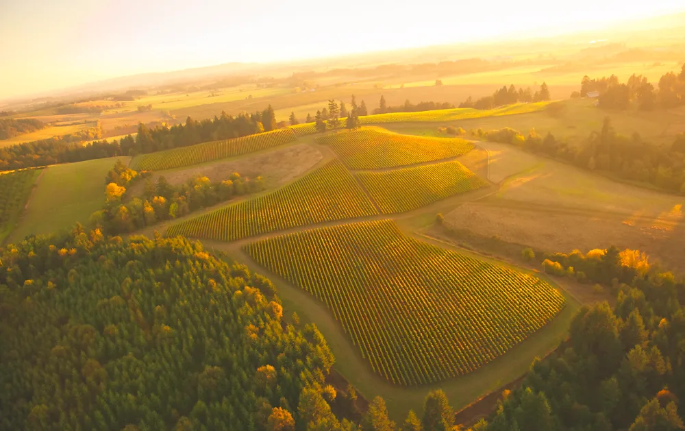 Soter Vineyards – Mineral Springs Ranch
