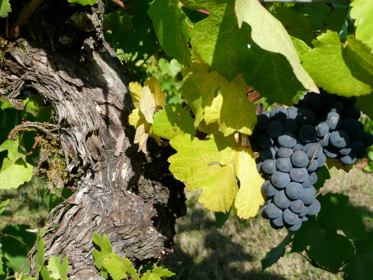 Tyee Wine Cellars