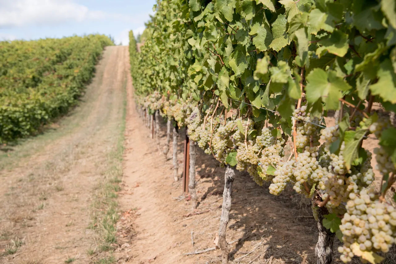 LaVelle Vineyards
