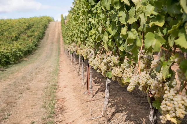 LaVelle Vineyards