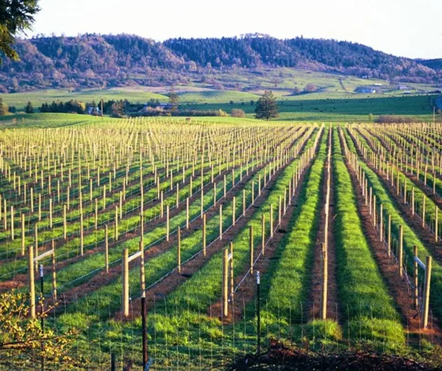 Meadows Estate Vineyard and Winery