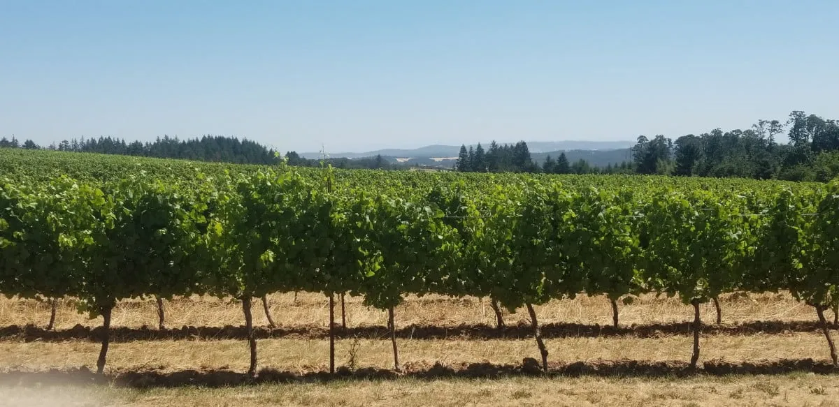 Wines of Oregon