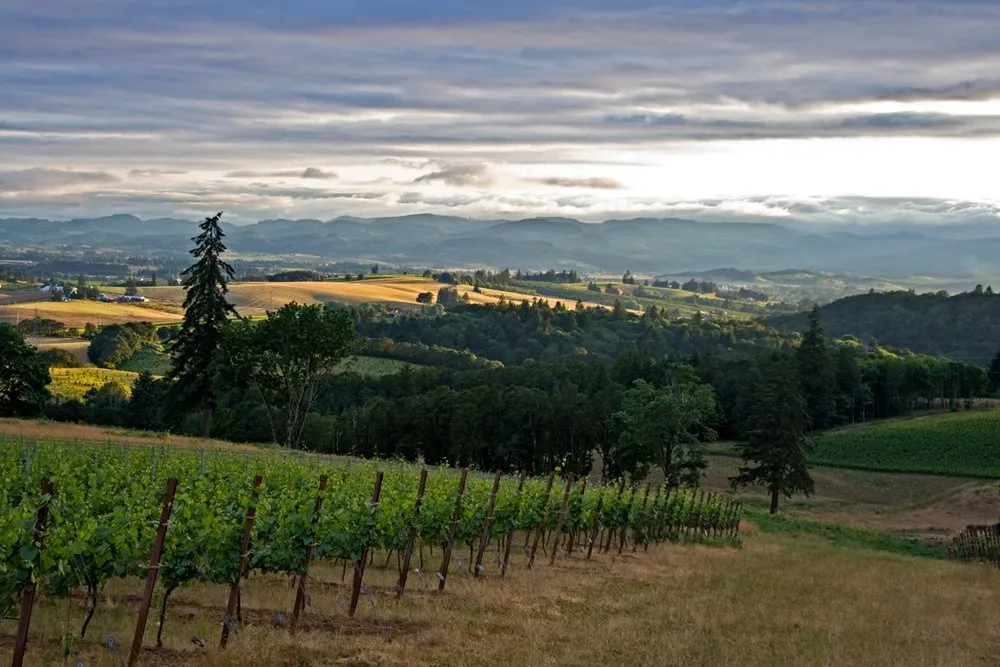 Westrey Wine Co.