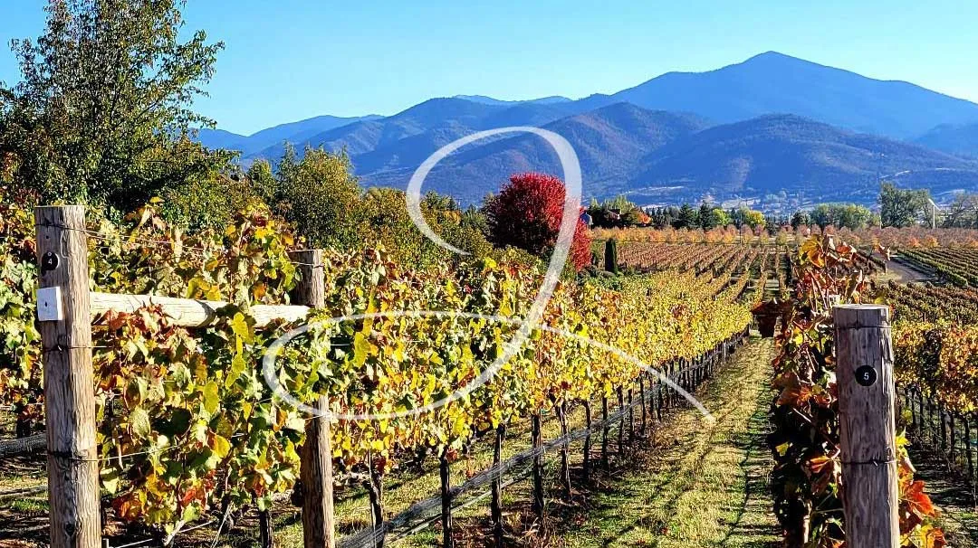 JAXON Vineyards