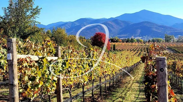 JAXON Vineyards