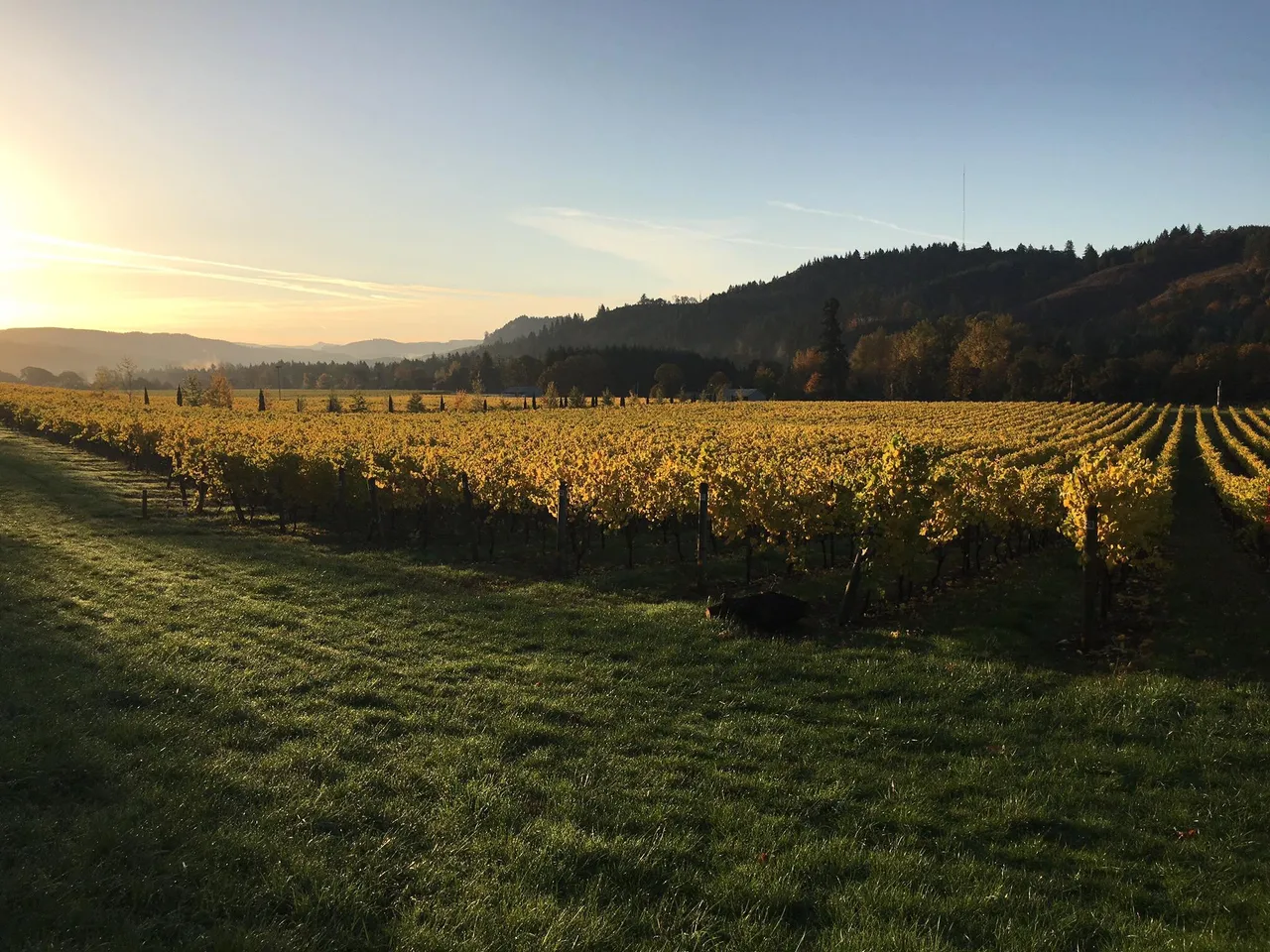 Paradis Vineyards