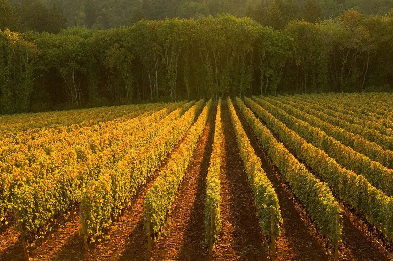 Ayoub Vineyard
