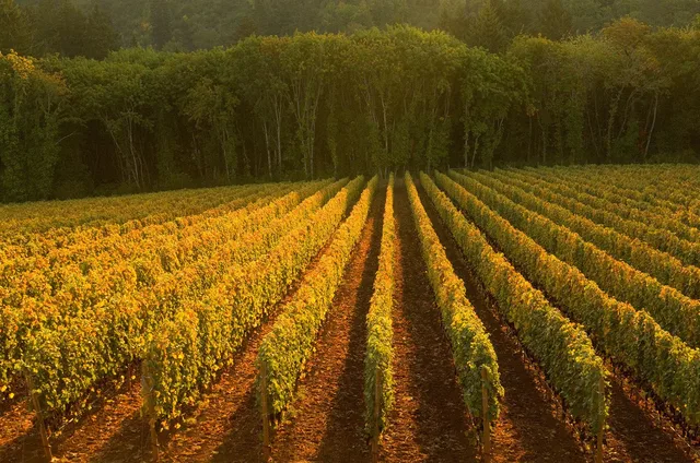 Ayoub Vineyard