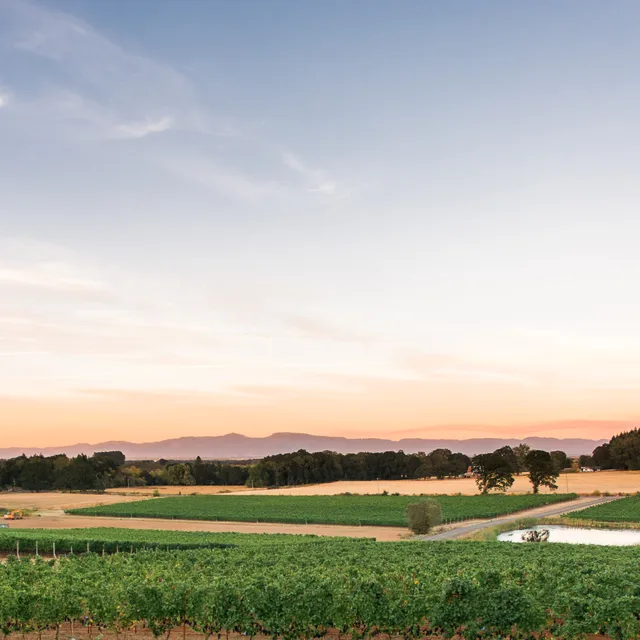 Five Fourteen Vineyards