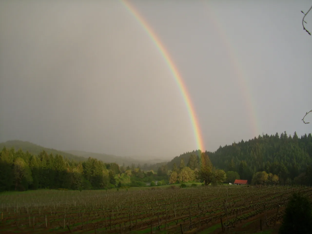 RainSong Vineyard