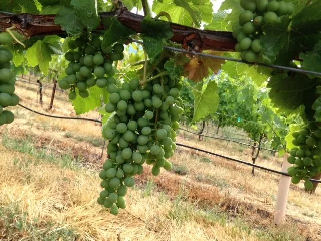 Soloro Vineyard