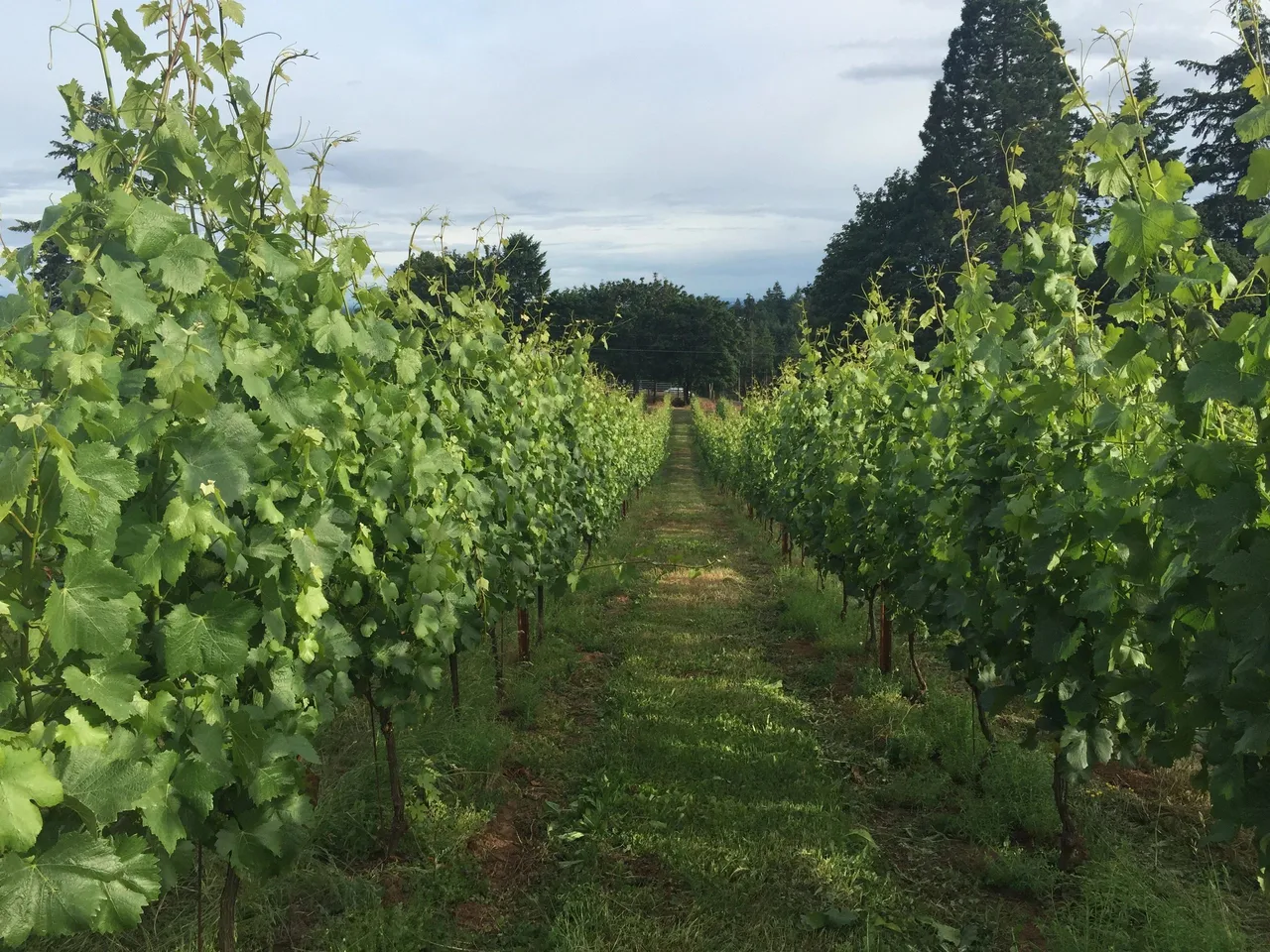 Oliver Springs Vineyard