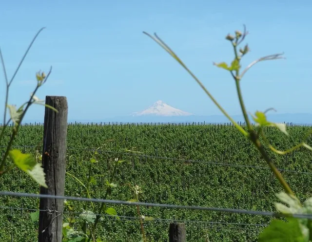David Paige Wines