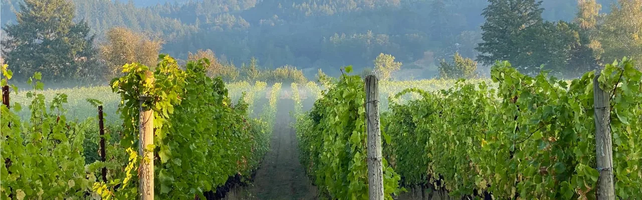Bacus Vineyards