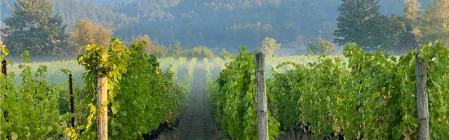 Bacus Vineyards