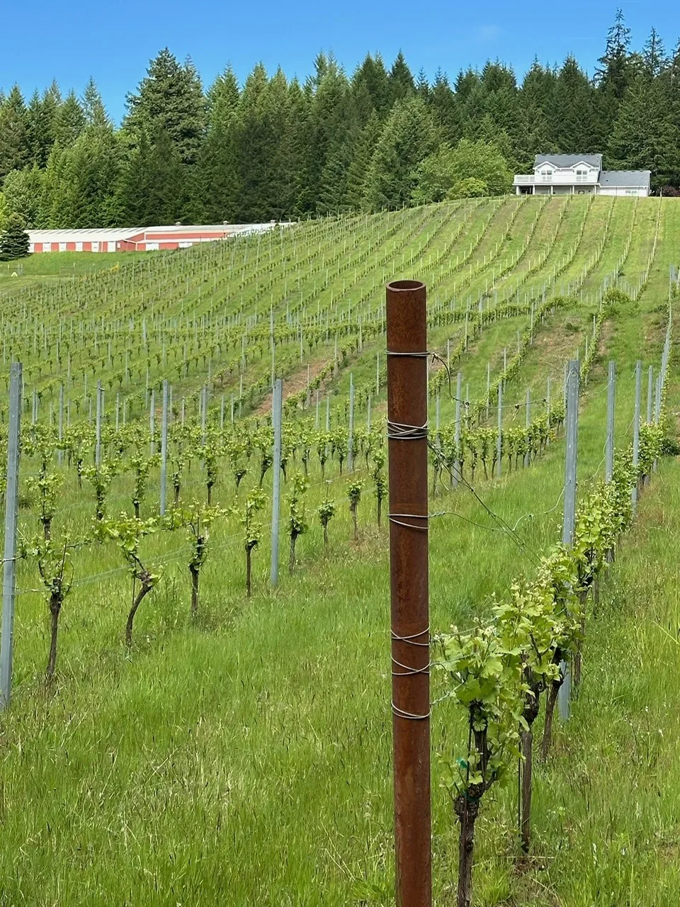 Tres Colline Vineyards