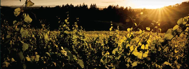 A to Z Wineworks