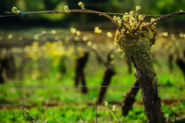 Lange Estate Winery & Vineyards