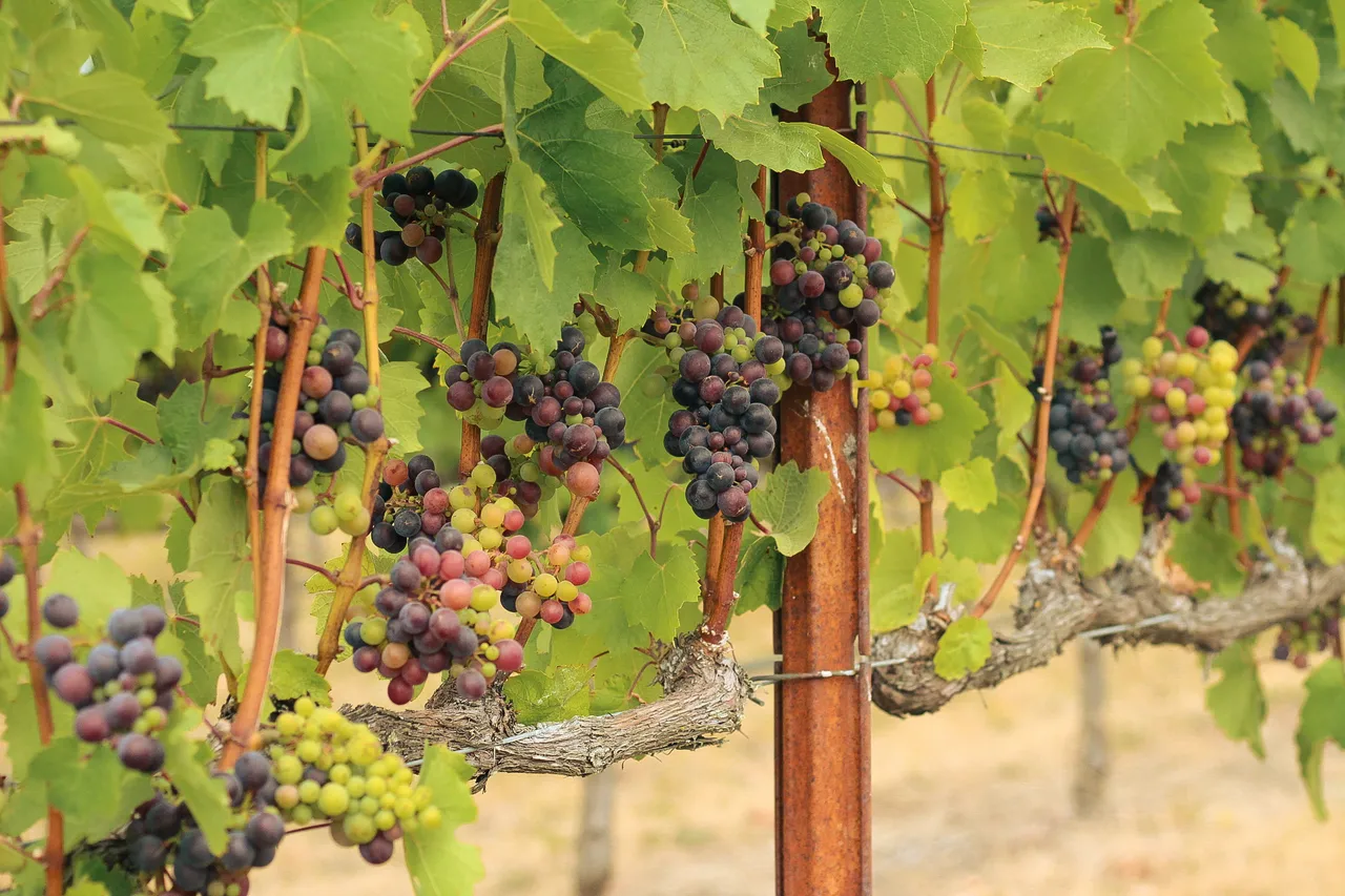 Methven Family Vineyards
