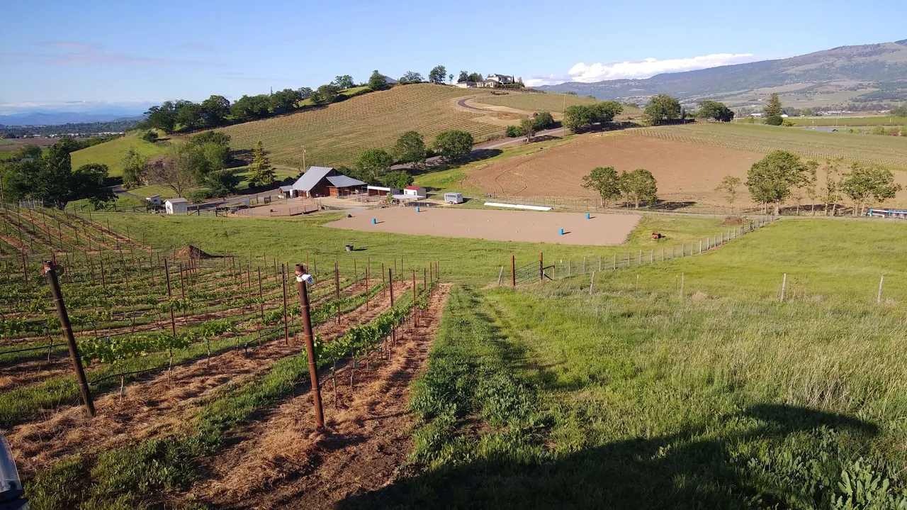 Tesoro Equine and Vine