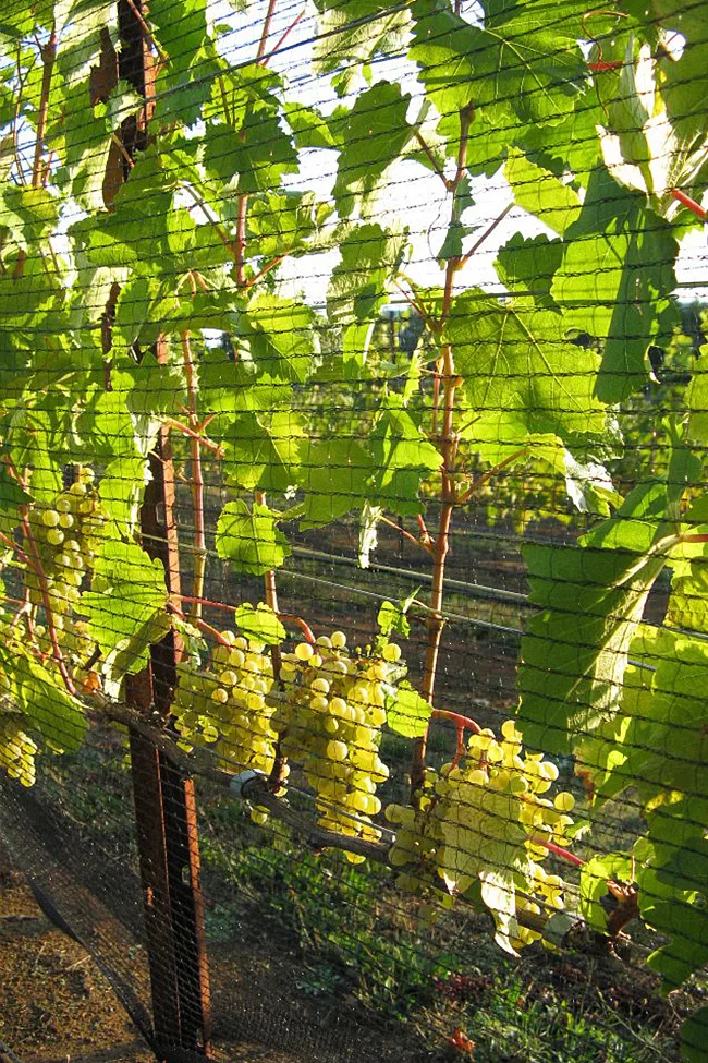Viento Wines